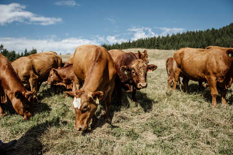 63 Acres Beef Shuswap Meats